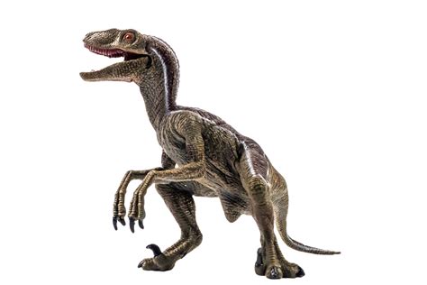 Dinosaure Vélociraptor Sur Fond Blanc 8844496 Png