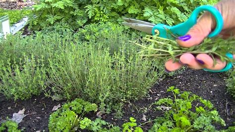 Harvesting Thyme Youtube