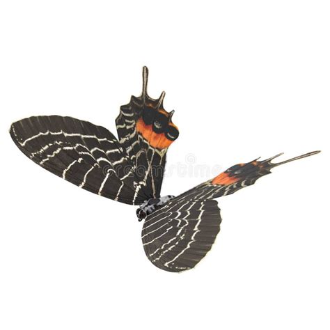 Farfalla Swallowtail Machaon Di Papilio Illustrazione Vettoriale