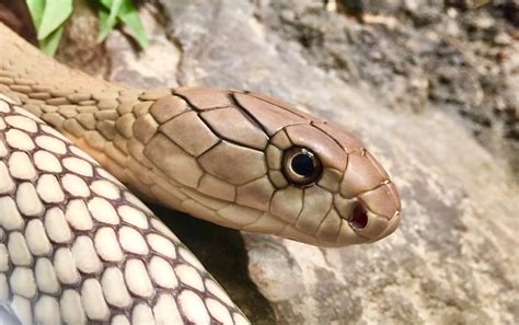 A Beautiful Juvenile King Cobra At My Local Zoo Snakes