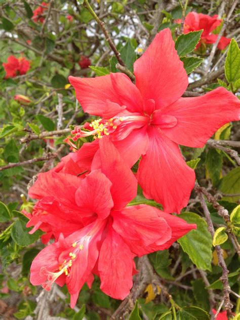 Download high quality flower pictures for your mobile, desktop or website. Flowering plants of Naples, FL | Florida plants, Planting ...