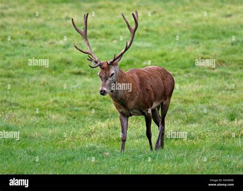 Red Deer Cervus Elaphus Stock Photo Alamy