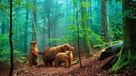 Forest Animals Wallpapers Wallpaper Cave