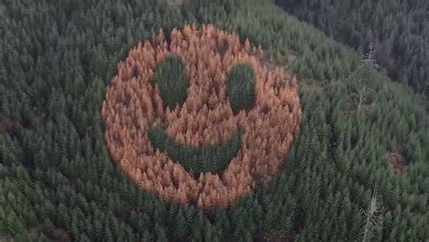 A Smiley Face Emerges In This Oregon Forest Every Autumn Nerdist