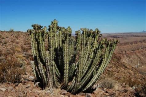 Perhaps the most archetypal image of a desert plant is the hearty cactus, which through its unique evolutionary adaptations retains enough moisture to survive long stints without any rain, flowering briefly once a year or sometimes at. Cactus In Sahara Desert | www.imgkid.com | Kaktüs, Çiçek