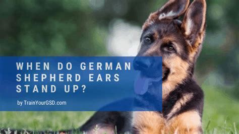 When your puppy is finished teething (around week 20), his ears should start to stick up. When Do German Shepherd Ears Stand Up: 4 Steps To Fix It