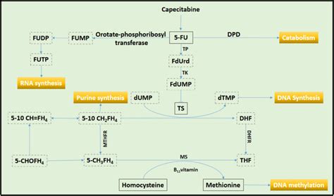 Metabolic Pathways Of Capecitabine And 5 Fluorouracil Download