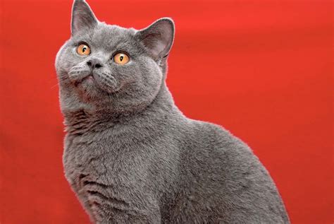 The 10 Best Types Of Cat