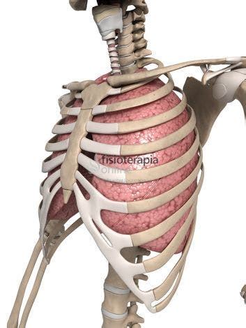 Stomach ribs lungs picture / healthytipsforme updated their profile picture. El control de la respiración | FisioOnline