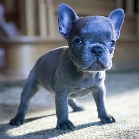 59 Different French Bulldog Colors Pic Bleumoonproductions
