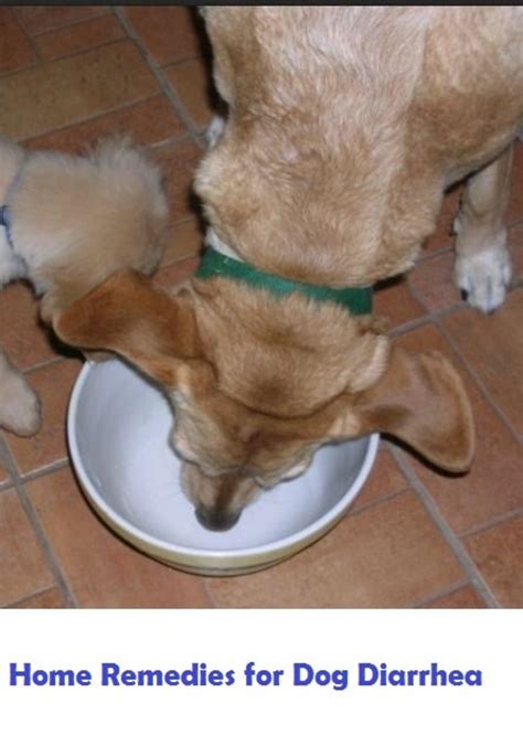 Dog Diarrhea Causes Symptoms Types