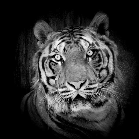 Black And White Tiger Stock Photo By ©piyagoon 57048859