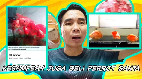 Beli Ikan Parrot Santa Di Tokopedia Youtube