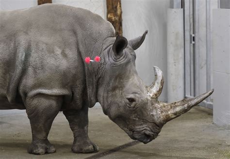 Scientists A Step Closer To Saving Northern White Rhino From Extinction