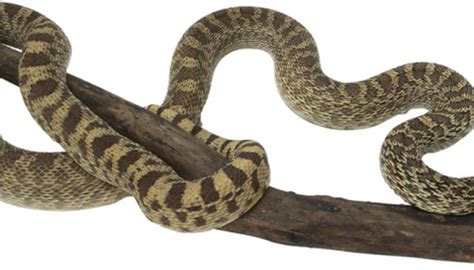Pacific gopher snake, coast gopher snake, western gopher snake. The Difference Between Gopher Snakes & Rattlesnakes ...