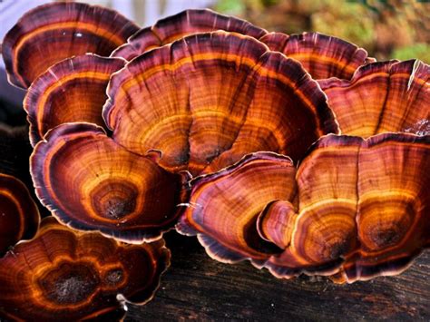Reishi Mushrooms Are An Anti Aging Powerhouse Ingredient