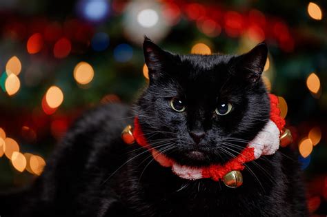 Cute Cats That Are Ready For The Holidays Black Cat Christmas Hd
