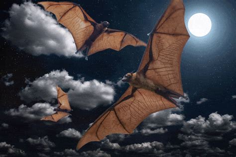 Bats Bad Rap Please Dont Let Them Be Misunderstood Monash Lens