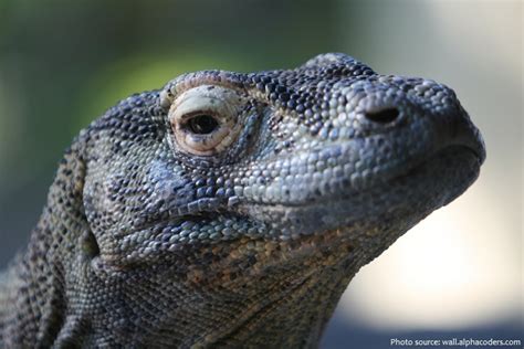 Interesting Facts About Monitor Lizards Just Fun Facts