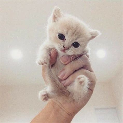 Pin By Megha On Beautiful Kittens Cutest Baby Cute Animals Cute