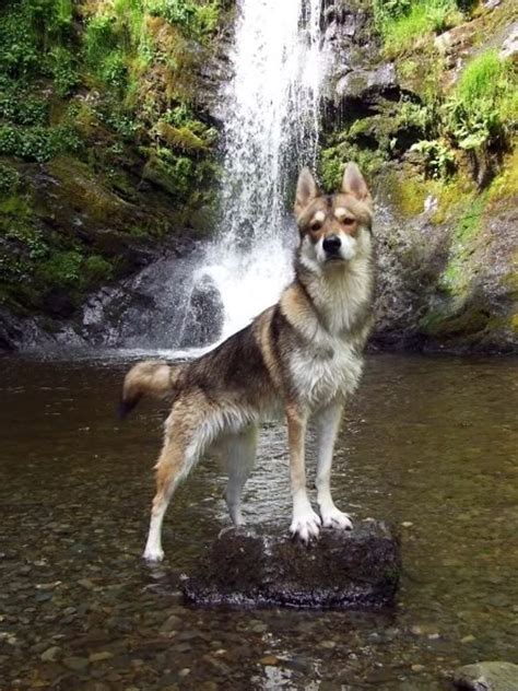 Maybe you would like to learn more about one of these? 1000+ images about ღ Tamaskan on Pinterest | Puppys, German shepherds and Wolf dogs