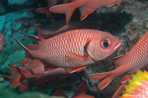 Myripristis Berndti Bigscale Soldierfish Reef Life Survey