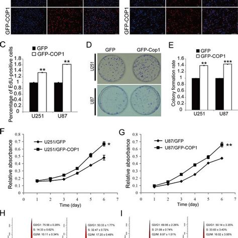 knocking down of cop1 inhibits the proliferation of human glioma cells download scientific