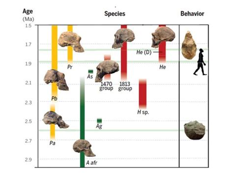 Human Evolution Rewritten We Owe Our Existence To Our Ancestors