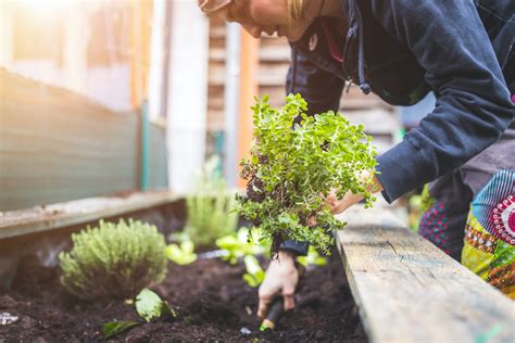 Gardening Can Influence And Benefit Your Mental Health