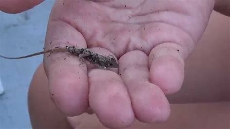 A pie Lingüística Envolver que comen las salamandras bebes Empotrar