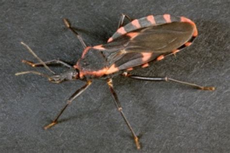 Arrival Of Deadly ‘kissing Bug Spreads Fear But The Threat Remains