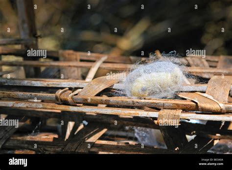 A Silkworm Bombyx Mori Spins Itself Into A Cocoon Sericulture Silk