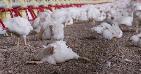 4k Intensive Large Scale Factory Farming Of Chickens In Broiler Houses