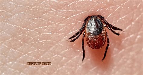 Red Meat Allergies From Tick Bites Are On The Rise Find Shopping Buys