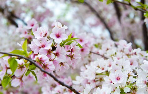 Flowering Cherry Blossom Tree In Nashville Tennessee Photograph By