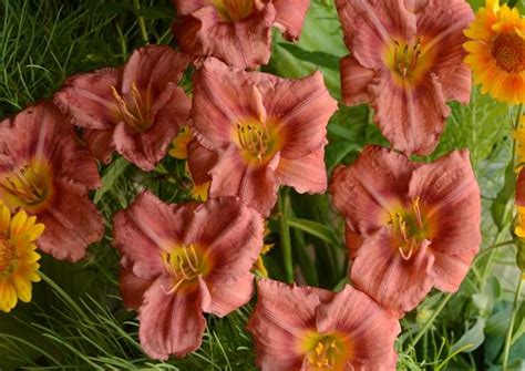 Hemerocallis Rosy Returns Daylily From Johnson Farms Inc