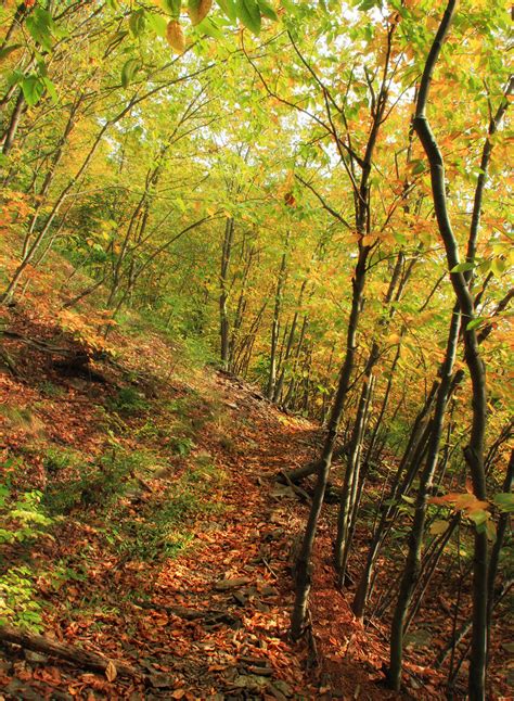 Watershed Forest 2 American Beech Fagus Grandifolia Sa Flickr