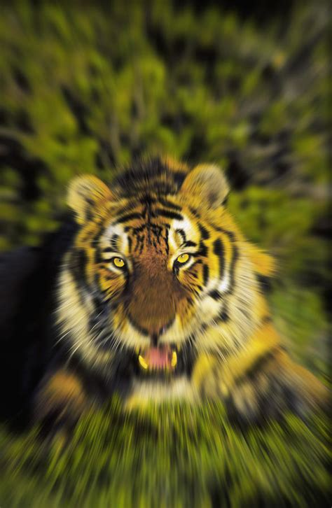 Charging Siberian Tiger Panthera Tigris Photograph By Thomas Kitchin