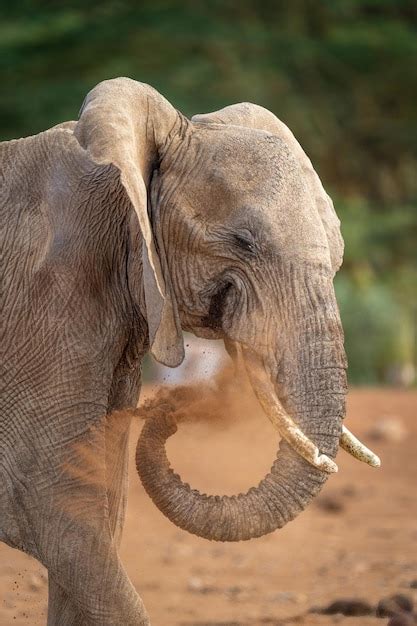 Premium Photo Close Up Of Elephant Squirting Dust With Trunk