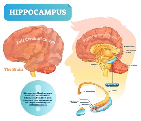 Hippocampus What Is It Location Function And More