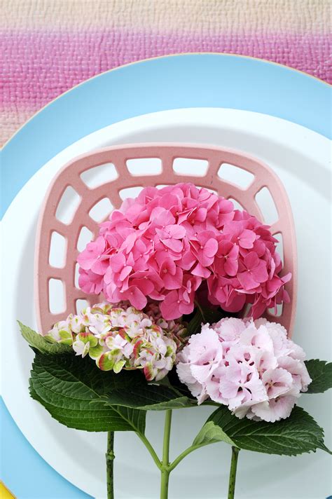 Soil is clay, but amended, and has good rose, there are several varieties of variegated hydrangea. Hydrangea | Hydrangea not blooming, Pink hydrangea