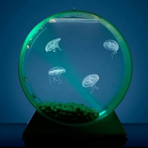 So Transparent What Cute Little Jellyfish Jellyfish Tank Pet