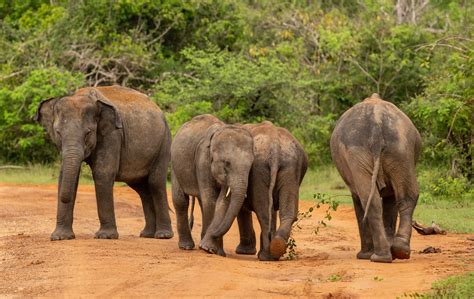 Elephants In Sri Lanka Why Theyre Important
