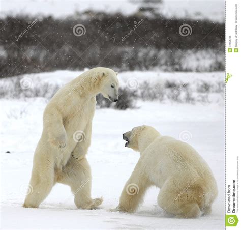 Fight Of Polar Bears Stock Photo Image Of Branch Carnivore 47561786