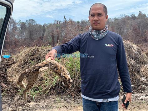 Tay (1969) supports that efficient rainfall distribution contributed to soil…show more content… poorly decomposed and drained of soils are commonly known as peats. Leopard cat found dead by firefighters in Kuala Baram ...