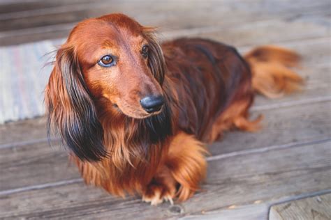 Why Do Dachshunds Shake The Common Reasons And Remedies