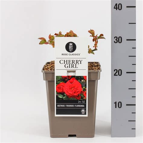 Rosa Cherry Girl — Bitkiler Toptan Satış Floraccess