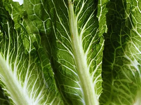 The Cdc Finally Gave Us Some Good News About The Romaine Lettuce E