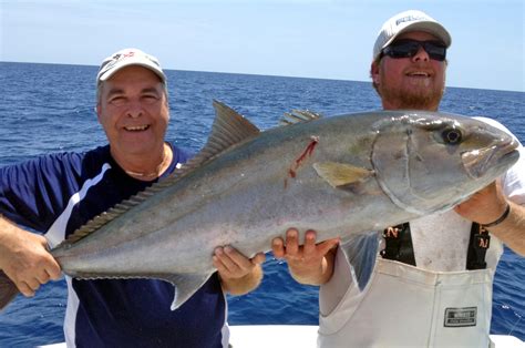 How To Catch Greater Amberjack Florida Sportsman