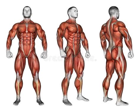 Exercising Projection Of The Human Body Showing Stock Illustration